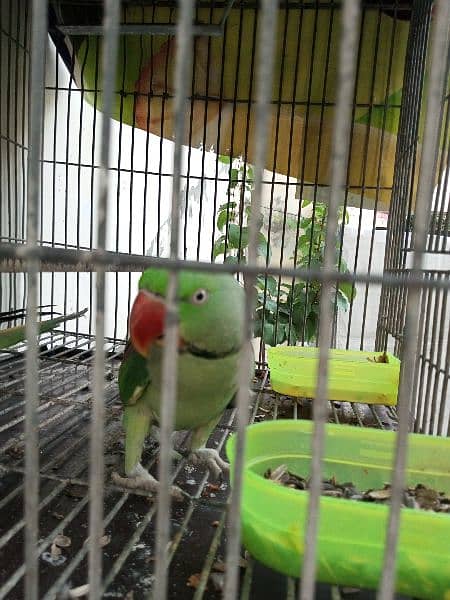 raw male parrot 4