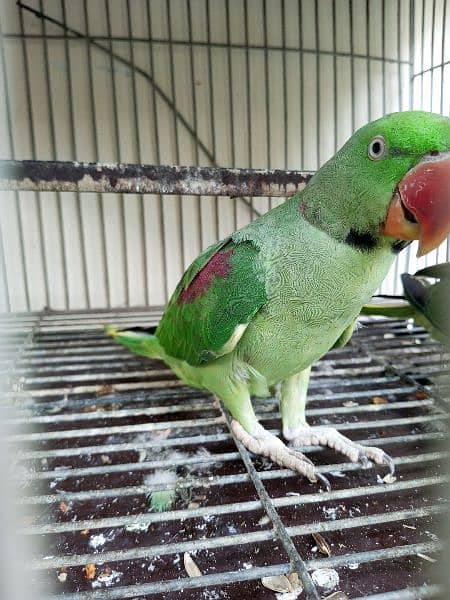 raw male parrot 5