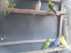 australian parrots