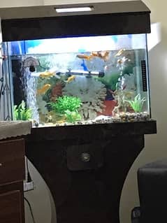 2 feet aquarium with all accessories for sale in hayatabad Peshawar