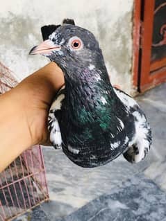 Pigeons kabootar for sale 1000 par