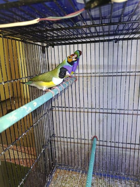 gouldian finches ( read add carefully ) 1