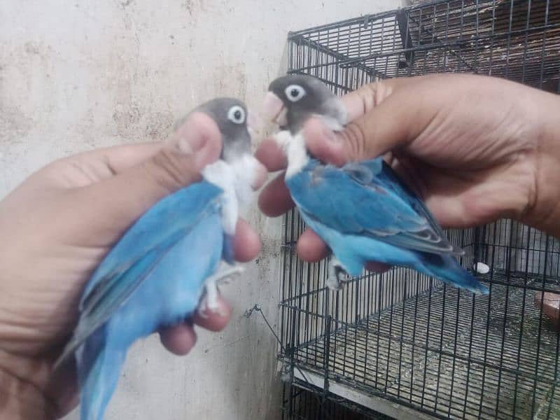 love bird lover 03441567770 0