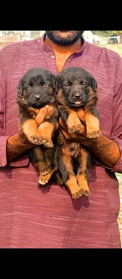 German Shepherd long coat pair for sale