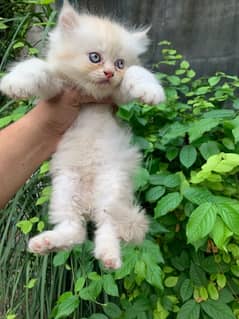 Persian Kittens Triple Coat