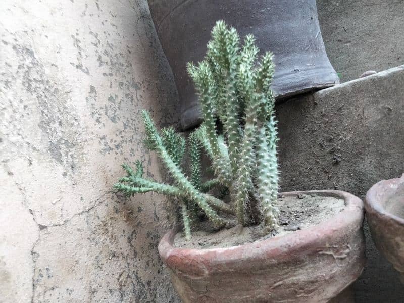 cactus plant 1