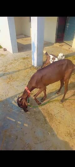 naagra goat 2 dant for sale