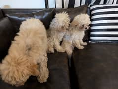 Poodle puppies Male and Female