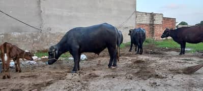 Breeding bull for Buffalo 0