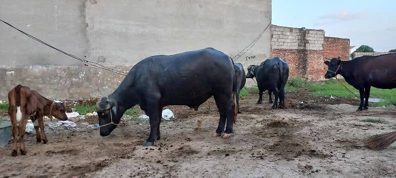 Breeding bull for Buffalo 1