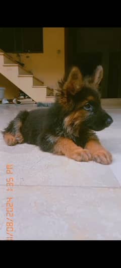 Long coat female german shepherd puppy for sale