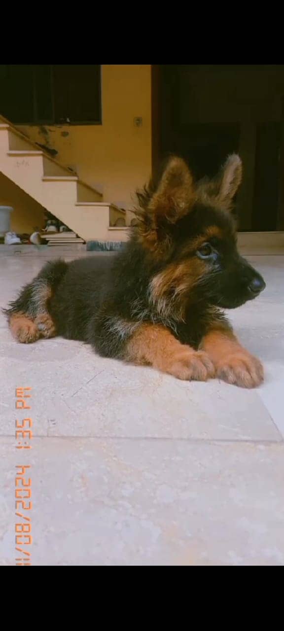 Long coat female german shepherd puppy for sale 0