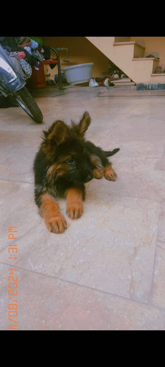 Long coat female german shepherd puppy for sale 1