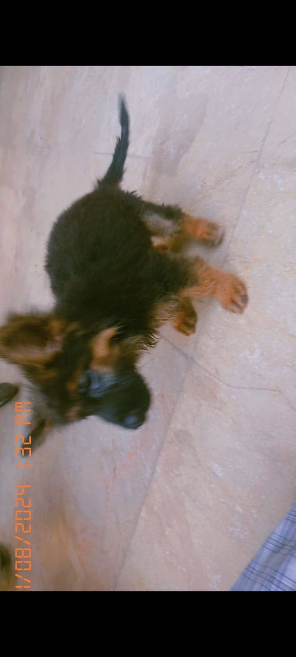 Long coat female german shepherd puppy for sale 2