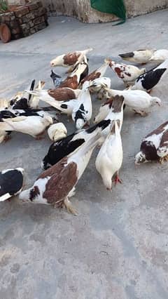 fancy and sherazi pigeons for sale