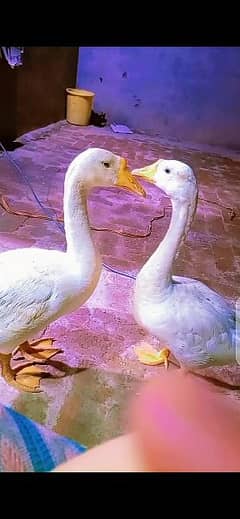 ducks pair