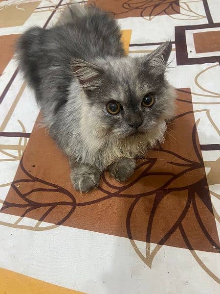 Persian male kitten available in 8k 3