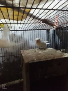 love birds albino withe