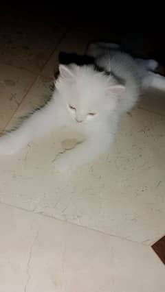 white cat