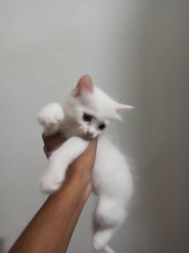 One month old Persian cat for sale 1