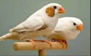 Florida orange finch. & pied finch. 03182857678.