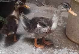 Duckling for sale