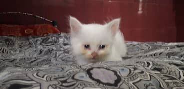 Persian kitten. 1 month. blue eye.