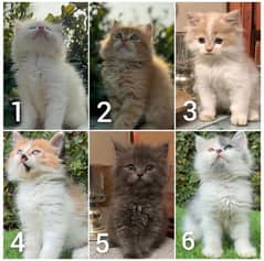 Persian kittens available