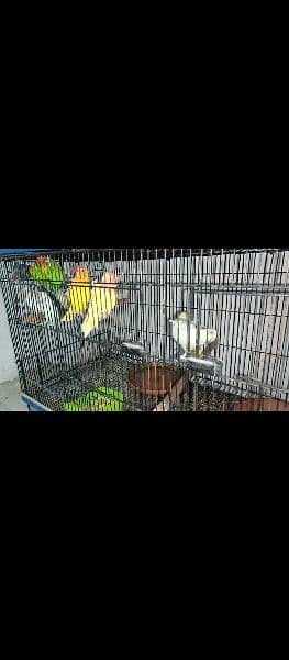 Lovebirds for sale 0