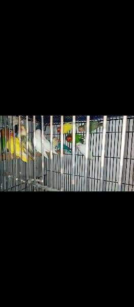 Lovebirds for sale 1