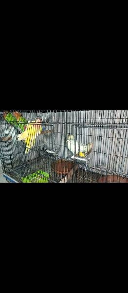 Lovebirds for sale 2