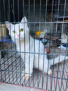 white persian kitten /03186622712