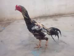 Aseel murga murgi or 5 bachy hen