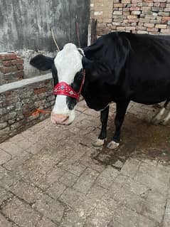 Gabban cow