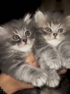 Cute pair available of Persian Cats Tripple Coat For Sale