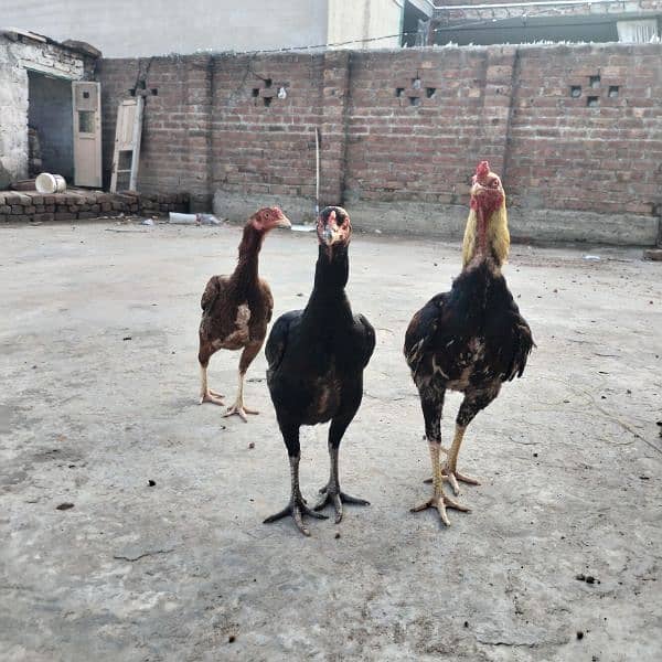 Aseel Thai /  Aseel pair / مرغیاں / Asel / hens / Aseel 10