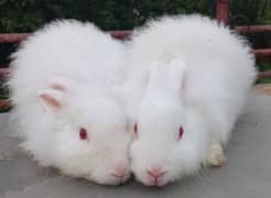 Angora rabbit