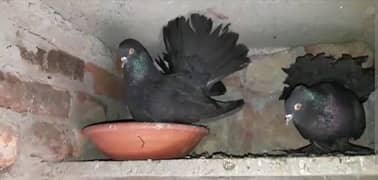 Black fancy laka pair for sale at reasonable price