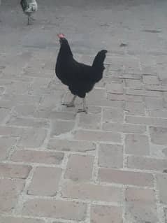 Australorp