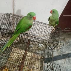 raw parrots self for sale