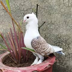 Cheery Satinette fancy pigeon pair