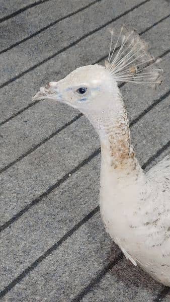 female peacock for sale 0