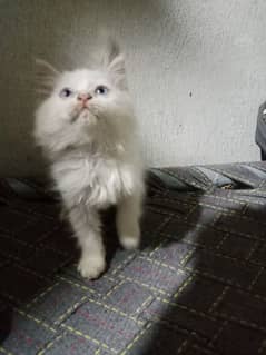 white Persian triple coated cat ( blue eyes)