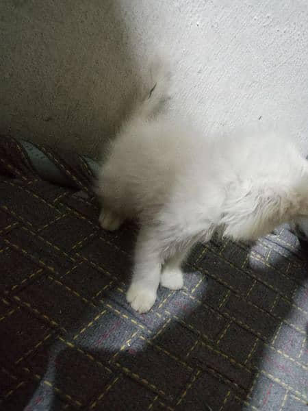 white Persian triple coated cat ( blue eyes) 2