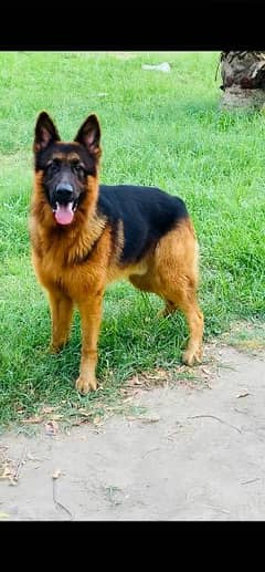 German Shepherd