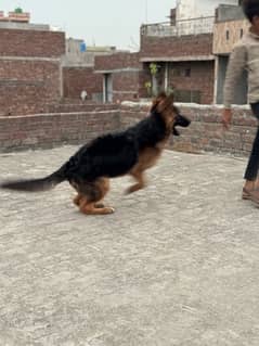 german shepherd double cot