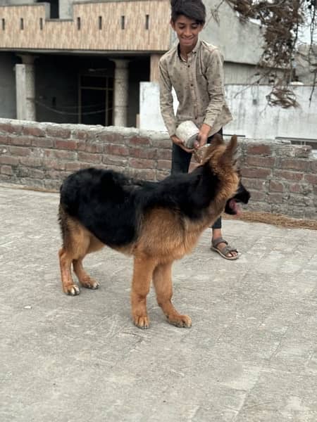 german shepherd double cot 3