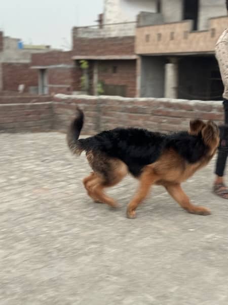 german shepherd double cot 6