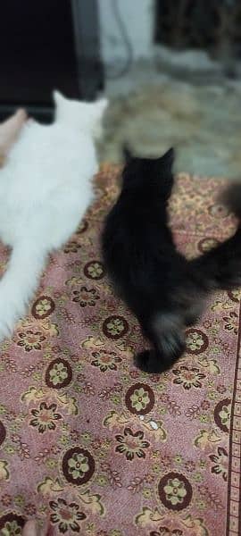 Persian cat triple coated 7