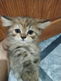 Persian Cat Kitten For sale